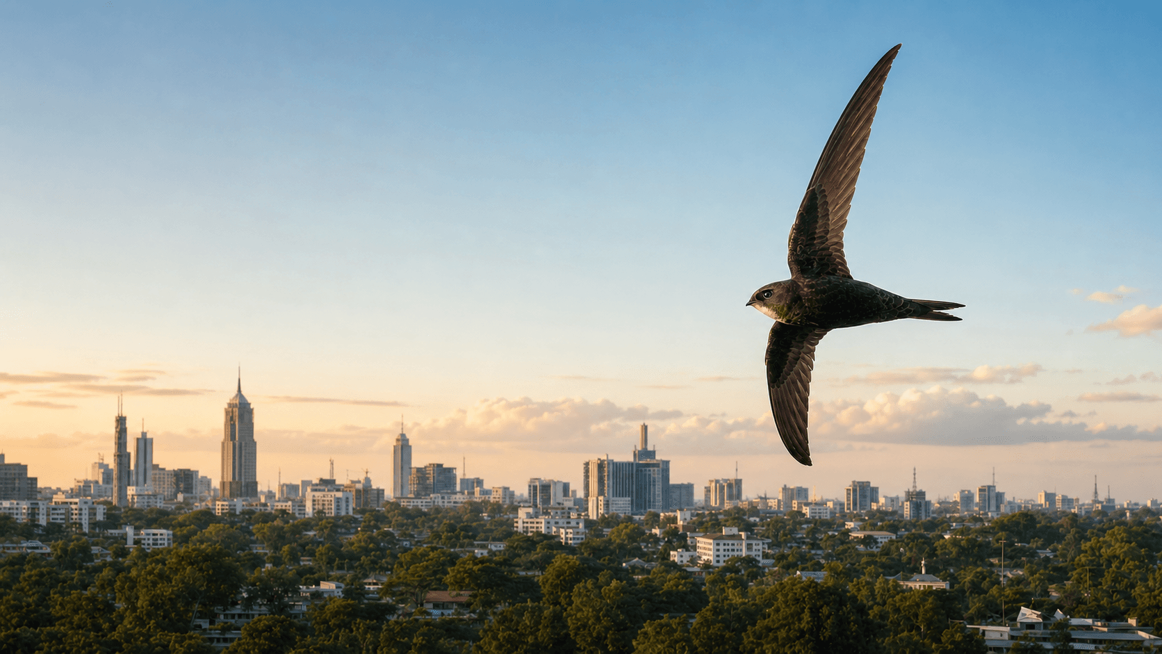 Illustrative image of a common swift flying above the Nairobi skyline